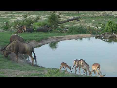 Djuma: Wildebeest bull hanging with Impala herd and others - 17:38 - 12/24/18