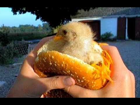 KFC China Using Strange Meat & Hottest Easter UK...