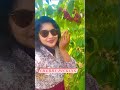 Cherry Picking In USA
