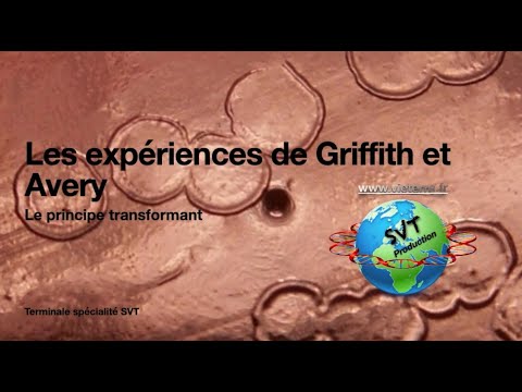 Expériences de Griffith et Avery, McLeod et McCarty