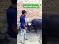 Yahi Wali Lunga Nahi Manuga Song Music Newsong