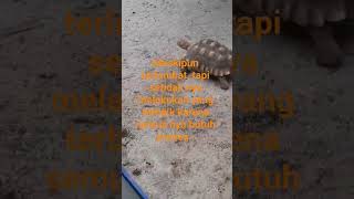 Download lagu berjalan dan terus melangkah sampai apa yang kita tuju tercapai... mp3