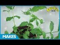 CBeebies How To Grow Mint Down On The Farm