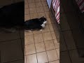 Fluffy Cat Meows For Food Shorts Cats Tuxedocat