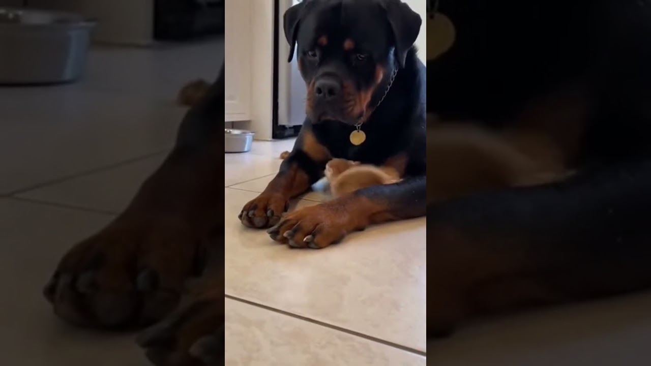 Tiny Tyrant vs Gentle Giant 😼