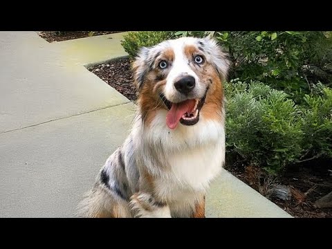 Les Aussies sont des tornades d'espièglerie et de mignonnerie
