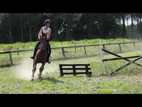 Stage  de perfectionnement dressage orienté obstacle