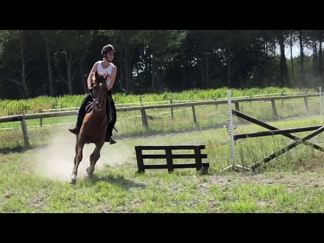 Stage ado Anglais - Cso et Cross - Landes