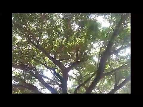 Sahabat Sehidup Sesurga - Varkhan & Dila (Official Music Video)