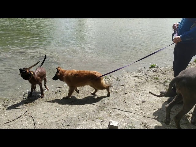 Belgian Tervuren puppy for sale