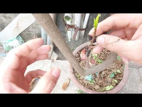 Cách ghép mai vàng ( hiệu quả 100% )