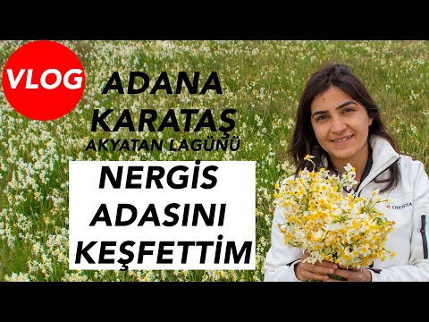 download lagu mp3 mp4 Nergis Bahe Adana, download lagu Nergis Bahe Adana gratis, unduh video klip Nergis Bahe Adana
