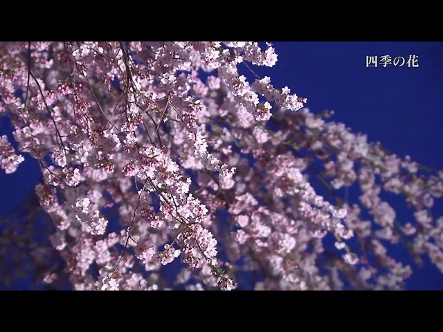 Wonderful HOKKAIDO/四季の花