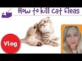 How to get rid of fleas on a cat and in your house
