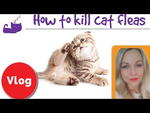 How to get rid of fleas on a cat and in your house
