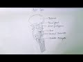 How To Draw Brain Stem