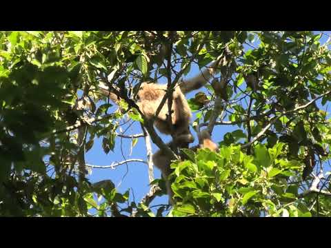 Listen to the Incredible Vocalizations of White-Handed Gibbons!