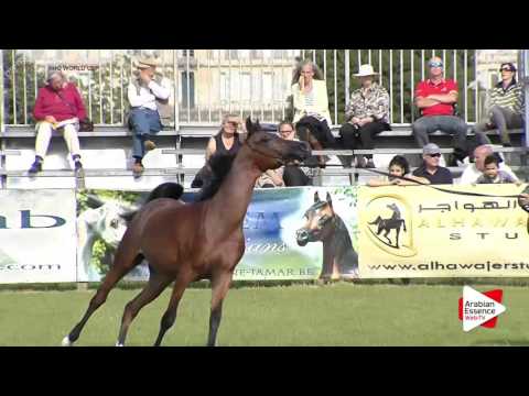 Chantilly 2016 AHO World Cup - CLASS 6A