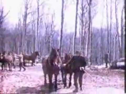 LIČKI BEĆARAC IZ BRINJA 1978.GODINE