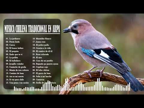 MUSICA CHILENA TRADICIONAL EN ARPA - MUSICA INSTRUMENTAL CON GRANDES ARPISTAS DE CHILE.