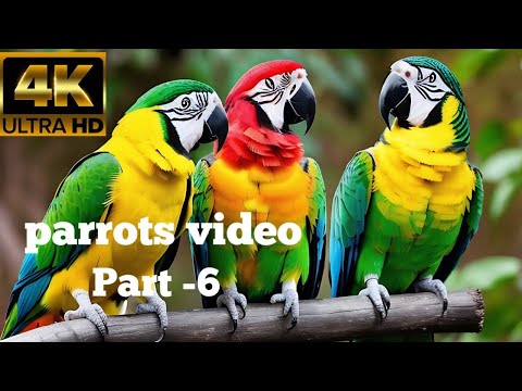 parrot types part 6 | birds video part 11