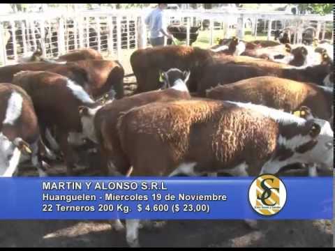 Martin y Alonso S.R.L. - Venta Machos - Huanguelén - 19/11/2014