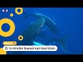 Walvissen kunnen elkaar beter horen