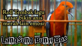 Download lagu Pancingan Anis merah plong roll tembak kasar... mp3