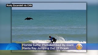 Florida Surfer Photobombed By Giant Manta Ray Jumping Out Of Ocean