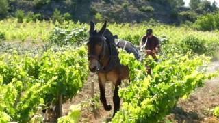 Plowing with mule at Clos D'Ora