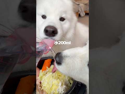 鶏と春キャベツのトロトロ煮つくったら爆食してくれました！