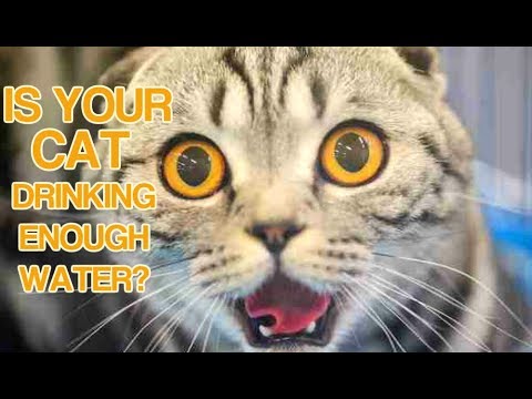 How to make sure your cat is drinking enough water