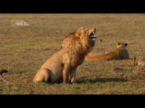 El león que sonríe