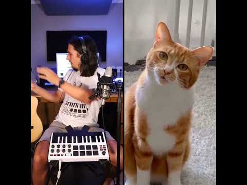 The Kiffness x Chai Kichi - Ha Hee (Singing Cat Song) #catsongs #kiffness #cats #memes #viral