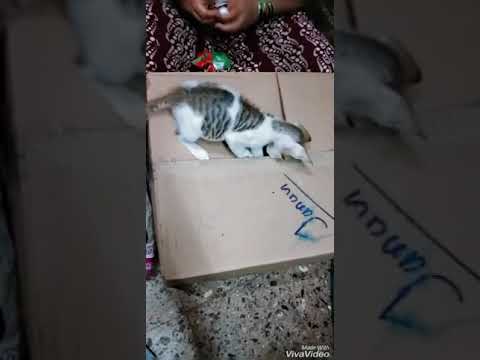 My loving cat 🐱 mannu