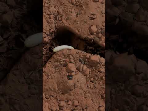 Life Cycle Of An Ant