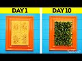 Grow Vitamins From A Dish Sponge Easy Seed Germination