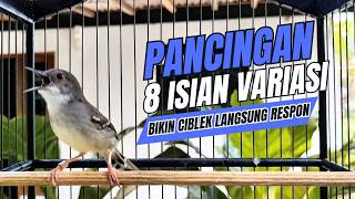 Download lagu suara burung CIBLEK GACOR NGEBREN Pancingan Ciblek Semi bahan jadikan ciblek kristal gacor Tarung mp3