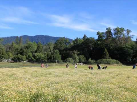 chamomile timelapse 2014