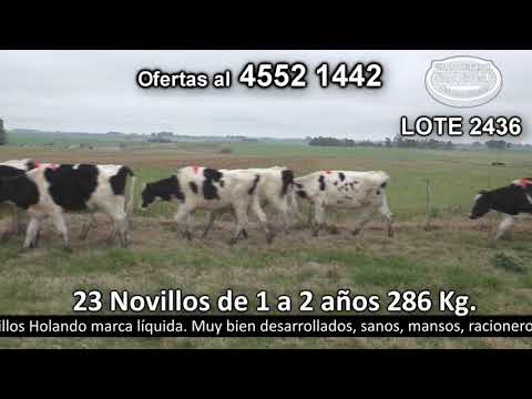 Lote 23 Novillos 1 a 2 años 23 HO 286kg -  en El Tesón. Puntas de Duraznito - R2 Parada Suarez - 20 km de Catalina y 20 Km de Rodó
