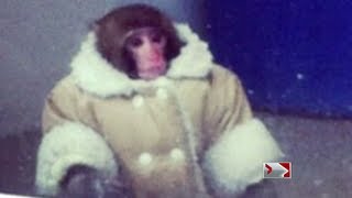 Global National - Darwin the IKEA monkey in a coat ACTUAL video and sanctuary trip