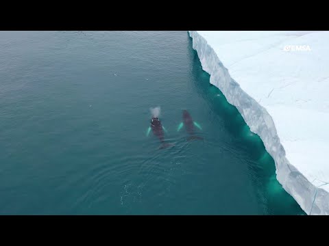 EMSA: our activities