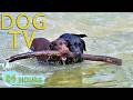 DOG TV Best Anti Anxiety Videos For Dogs To Watch With Entertain Music All Day Music For Dogs