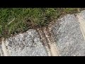 A Big Colony of Ants On the Driveway in Hopewell, NJ
