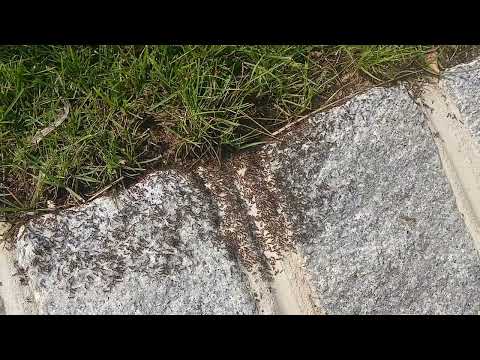A Big Colony of Ants On the Driveway in Hopewell, NJ