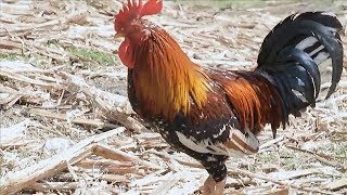 Venes Music (Ft. Elissoi) - Ayiti Se Lakay  [Unofficial Video]