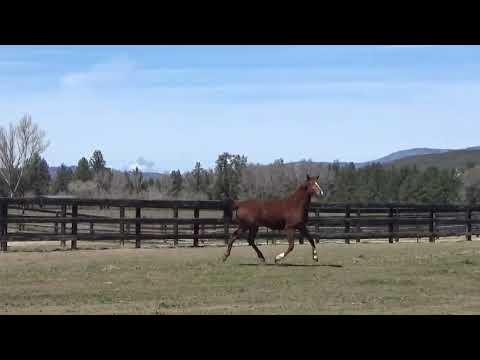 Dakota HSR (Dream Boy x Belissimo M x Sir Donnerhall) 2020 GOV Mare April 2024