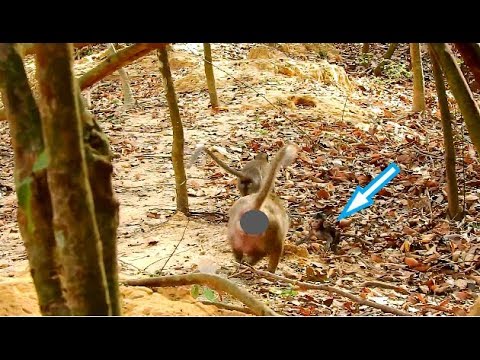 ABSOLUTELY AMAZING...FIRST TIME LEYLA PROTECTS LUCAS FROM GANGSTER AMARA. LEYLA CHASING BITE AMARA.