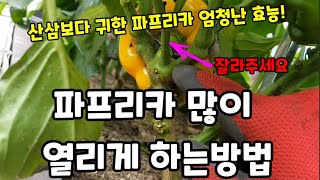 파프리카 이렇게 해주면 가을까지 실컷 따먹고 크게 많이 열립니다! #파프리카재배 #파프리카키우기 #파프리카효…