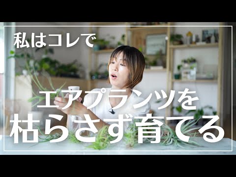 土を使わずに植物を植える: 私のティランジアが乾燥してしまうのはなぜですか?よくある4つの原因＋エアガールを復活させるにはどうすればいい？  庭園
